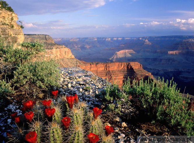 Claret Cup Cactus, Grand Canyon National Park, Arizona, Tapety Widoki, Widoki tapety na pulpit, Widoki