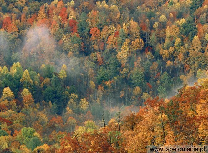 Colorful Autumn Forest, Great Smoky National Park, Tennessee, Tapety Widoki, Widoki tapety na pulpit, Widoki