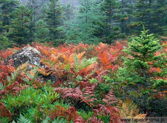Colorful Ferns in Autumn, Acadia National Park, Maine, Tapety Widoki, Widoki tapety na pulpit, Widoki