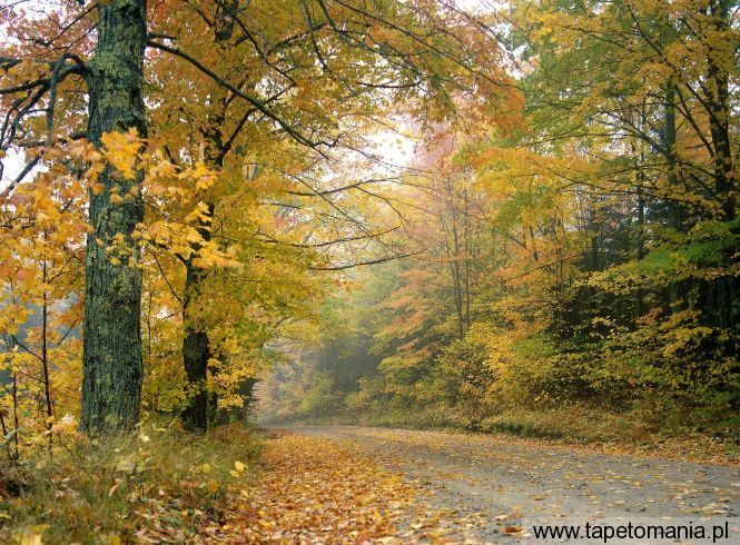 Crisp Autumn Afternoon, Vermont, Tapety Widoki, Widoki tapety na pulpit, Widoki