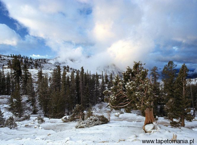 Early Snow Tree Huddle, Sierra Nevada, California, Tapety Widoki, Widoki tapety na pulpit, Widoki