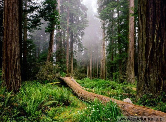 Fallen Nurse Log, Redwood National Park, California, Tapety Widoki, Widoki tapety na pulpit, Widoki