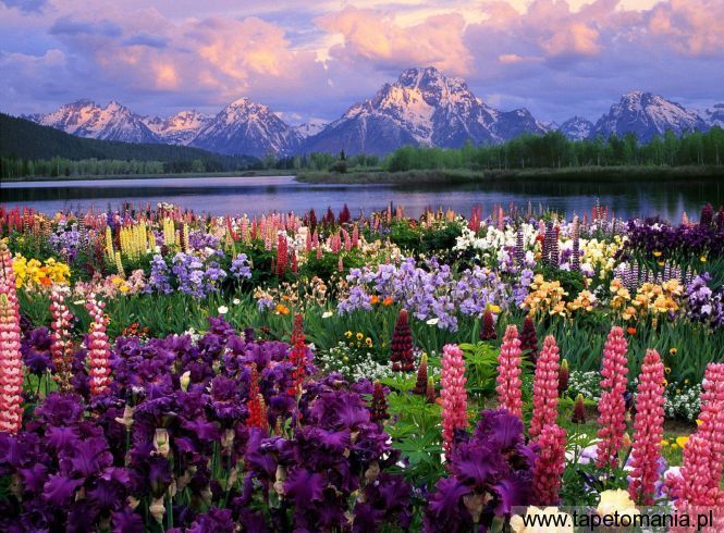 Grand Teton and Wildflowers, Wyoming, Tapety Widoki, Widoki tapety na pulpit, Widoki