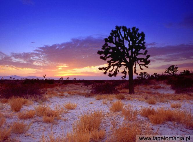 Joshua Tree Sunset, Mojave Desert, California, Tapety Widoki, Widoki tapety na pulpit, Widoki