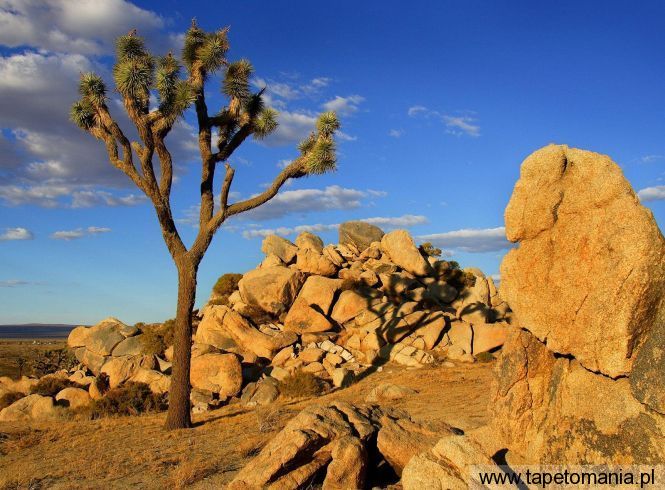 Joshua Tree, Mojave Desert, Littlerock, California, Tapety Widoki, Widoki tapety na pulpit, Widoki