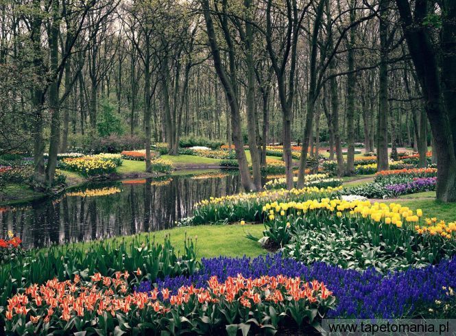 Keukenhof Gardens, Lisse, The Netherlands, Tapety Widoki, Widoki tapety na pulpit, Widoki