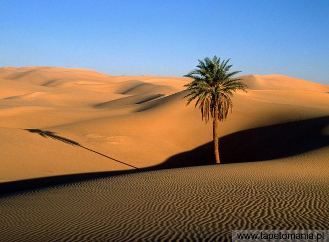 Lone Palm, Sahara Desert, Tapety Widoki, Widoki tapety na pulpit, Widoki