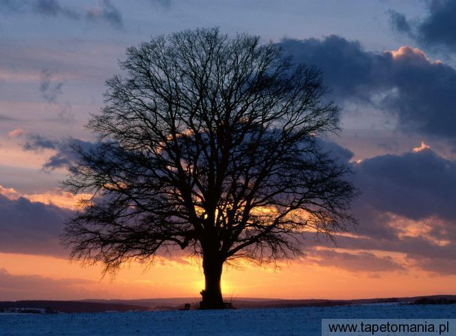 Lone Tree at Sunset, Tapety Widoki, Widoki tapety na pulpit, Widoki