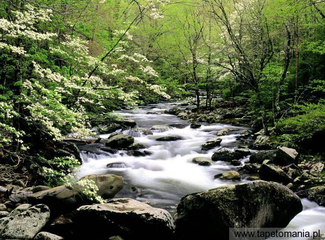 Middle Prong River and Dogwoods, Great Smoky Mountains, Tennessee, Tapety Widoki, Widoki tapety na pulpit, Widoki