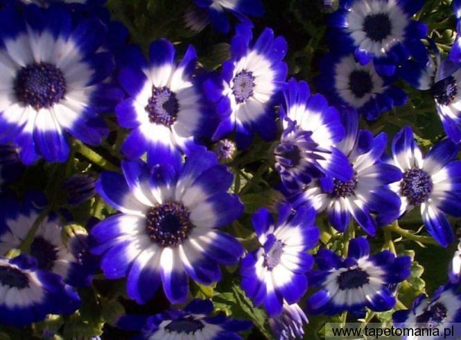 blue flowersb, Tapety Kwiaty, Kwiaty tapety na pulpit, Kwiaty