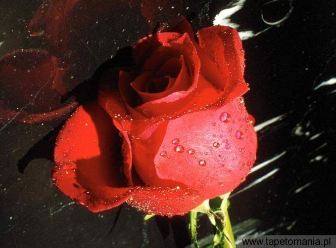 czerwona roza, Tapety Kwiaty, Kwiaty tapety na pulpit, Kwiaty