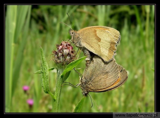 Motyl 20, Tapety Motyle, Motyle tapety na pulpit, Motyle