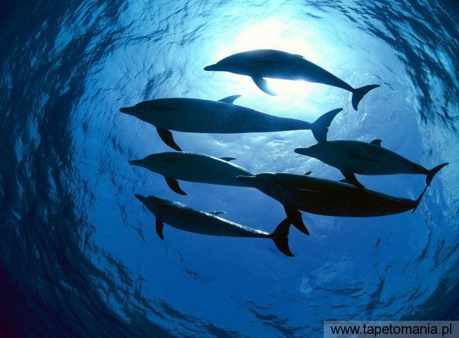 Atlantic Spotted Dolphins, Bahamas, Tapety Wodne, Wodne tapety na pulpit, Wodne