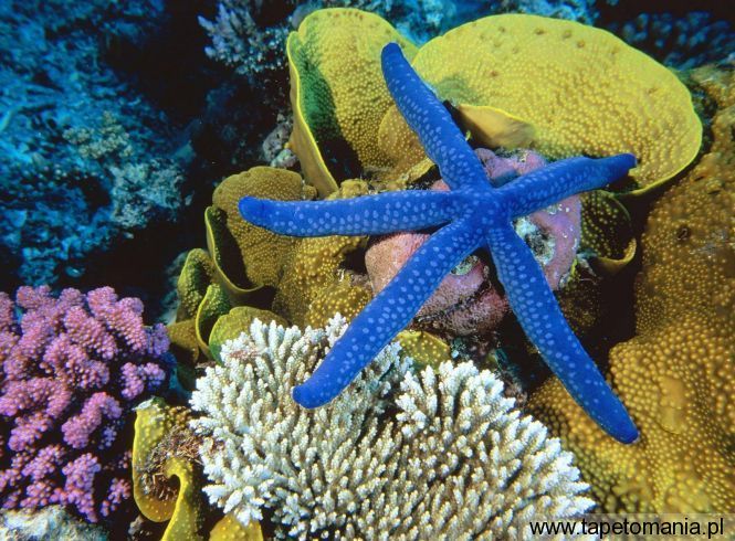 Blue Linckia Sea Star, Great Barrier Reef, Australia, Tapety Wodne, Wodne tapety na pulpit, Wodne