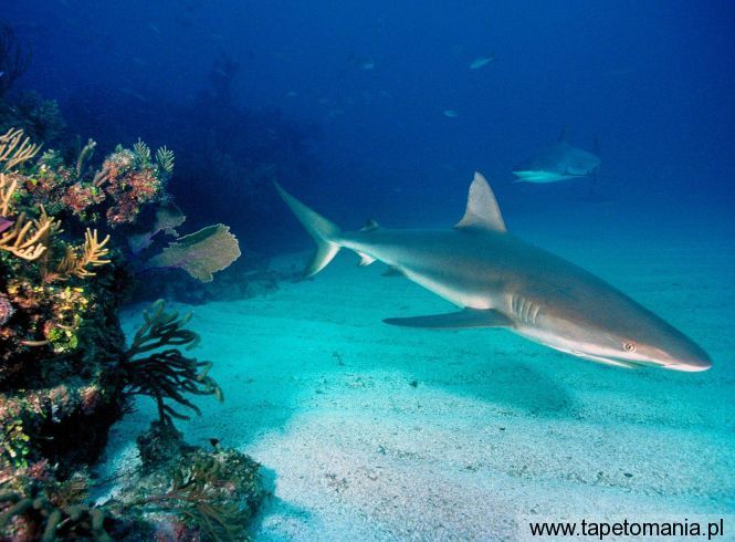 Gray Reef Sharks, Tapety Wodne, Wodne tapety na pulpit, Wodne