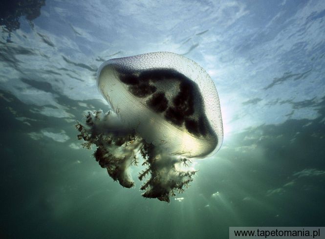 Mauve Stinger Jellyfish, Edithburg, South Australia, Tapety Wodne, Wodne tapety na pulpit, Wodne