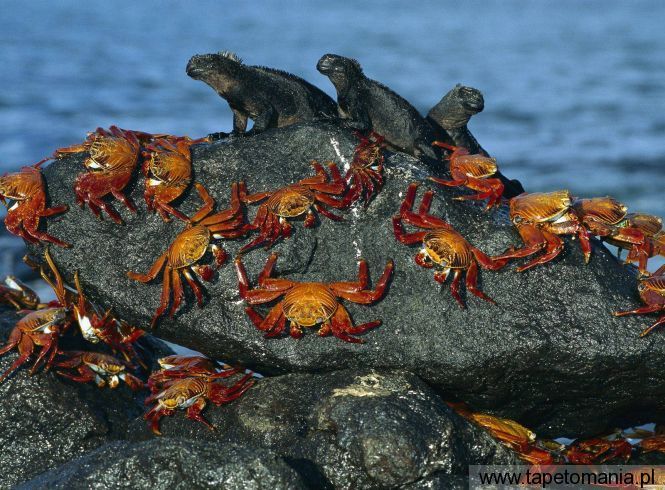Sally Lightfoot Crabs and Marine Iguanas, Tapety Wodne, Wodne tapety na pulpit, Wodne