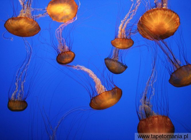 Sea Nettles, Monterey Bay Aquarium, California, Tapety Wodne, Wodne tapety na pulpit, Wodne