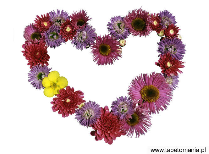 flowers heart, Tapety Walentynki, Walentynki tapety na pulpit, Walentynki