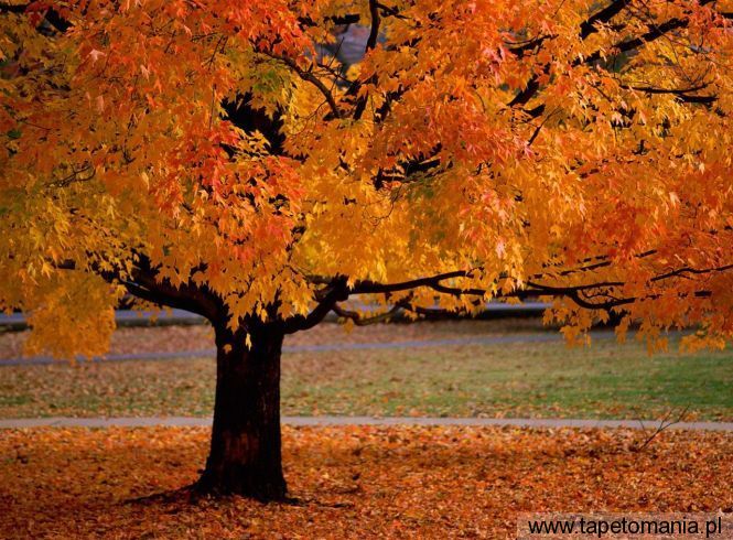 An Autumn Beauty, Tapety Drzewa, Drzewa tapety na pulpit, Drzewa