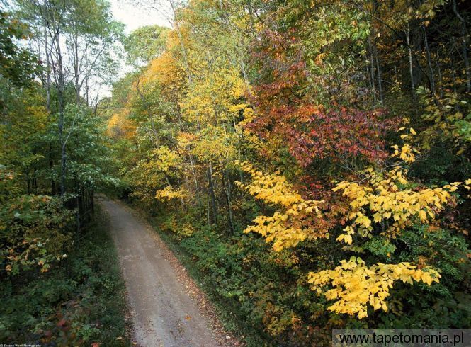 Autumn Roadway, Tapety Drzewa, Drzewa tapety na pulpit, Drzewa