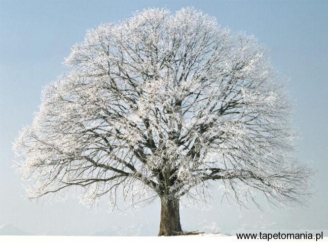 Change of Season, Tapety Drzewa, Drzewa tapety na pulpit, Drzewa