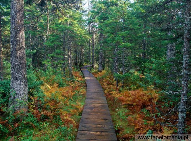 Fundy National Park, Tapety Drzewa, Drzewa tapety na pulpit, Drzewa