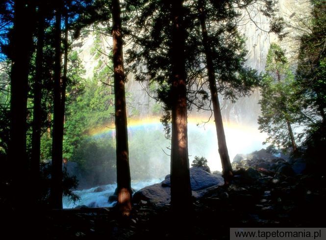 Misty Rainbow, Tapety Drzewa, Drzewa tapety na pulpit, Drzewa