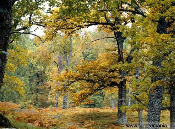 Old Growth Forest, Tapety Drzewa, Drzewa tapety na pulpit, Drzewa