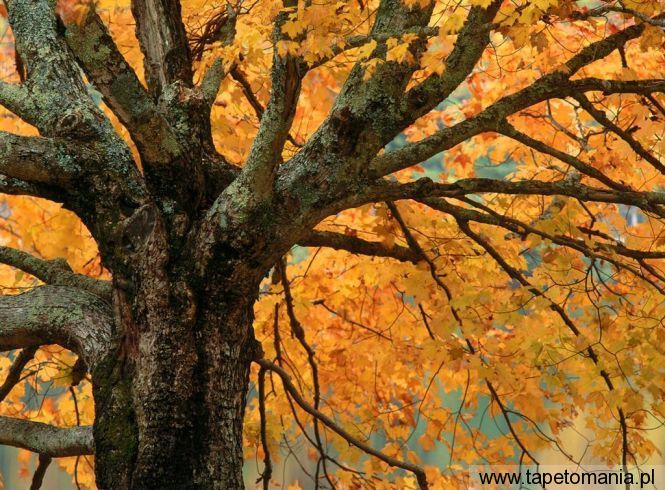 autumn maple, Tapety Drzewa, Drzewa tapety na pulpit, Drzewa