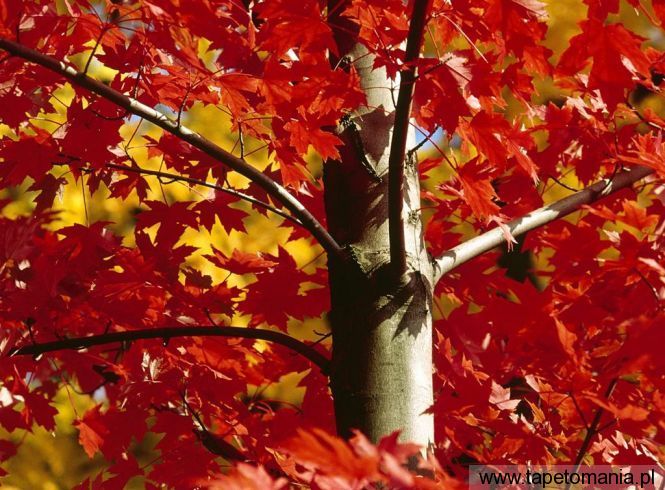 autumnal maple e1, Tapety Drzewa, Drzewa tapety na pulpit, Drzewa