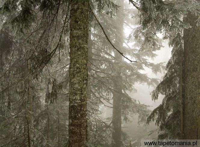 ice covered trees in fog, Tapety Drzewa, Drzewa tapety na pulpit, Drzewa