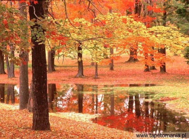 jesien, Tapety Drzewa, Drzewa tapety na pulpit, Drzewa