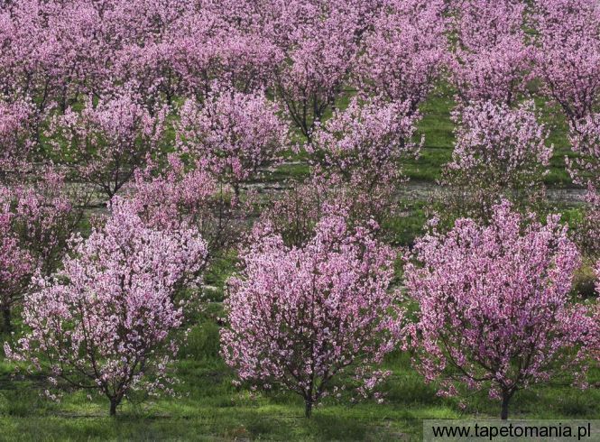 peach tree orchard in full bloom, Tapety Drzewa, Drzewa tapety na pulpit, Drzewa