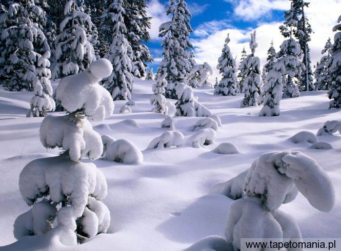 sniezne choinki, Tapety Drzewa, Drzewa tapety na pulpit, Drzewa