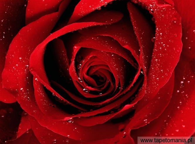 A Red Rose For You, Tapety Kwiaty, Kwiaty tapety na pulpit, Kwiaty