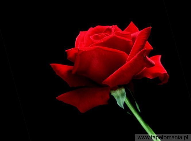 A Single Red Rose, Tapety Kwiaty, Kwiaty tapety na pulpit, Kwiaty