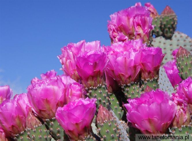 Beavertail Cactus, Tapety Kwiaty, Kwiaty tapety na pulpit, Kwiaty