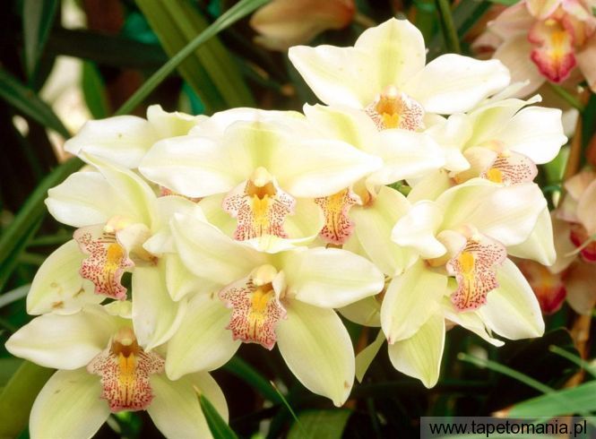Cymbidium Orchid, Tapety Kwiaty, Kwiaty tapety na pulpit, Kwiaty