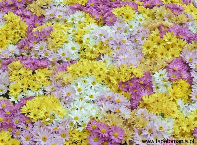 Daisy Blooms, Tapety Kwiaty, Kwiaty tapety na pulpit, Kwiaty
