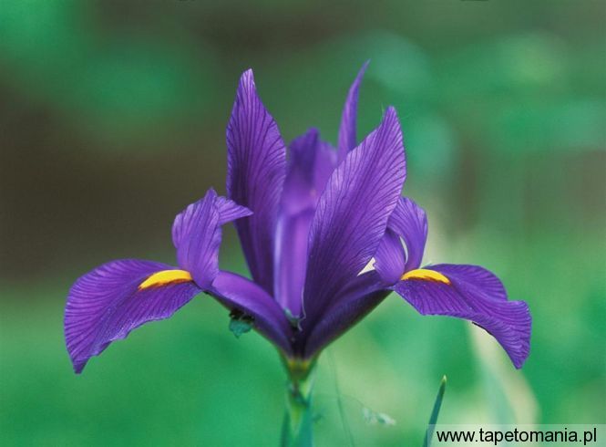 Domestic Iris, Tapety Kwiaty, Kwiaty tapety na pulpit, Kwiaty