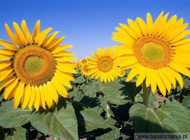 Field of Sunflowers, Tapety Kwiaty, Kwiaty tapety na pulpit, Kwiaty