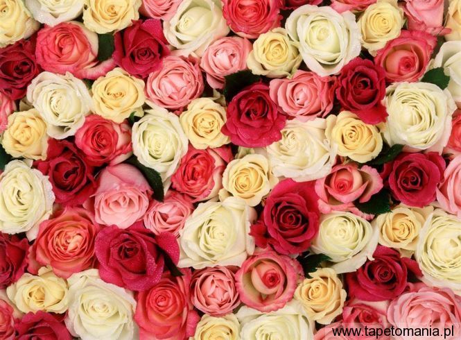 Fragrant Roses, Tapety Kwiaty, Kwiaty tapety na pulpit, Kwiaty