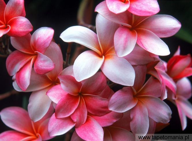 Hawaiian Plumeria, Tapety Kwiaty, Kwiaty tapety na pulpit, Kwiaty