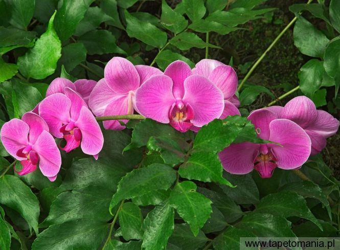 Hybrid Orchid, Tapety Kwiaty, Kwiaty tapety na pulpit, Kwiaty