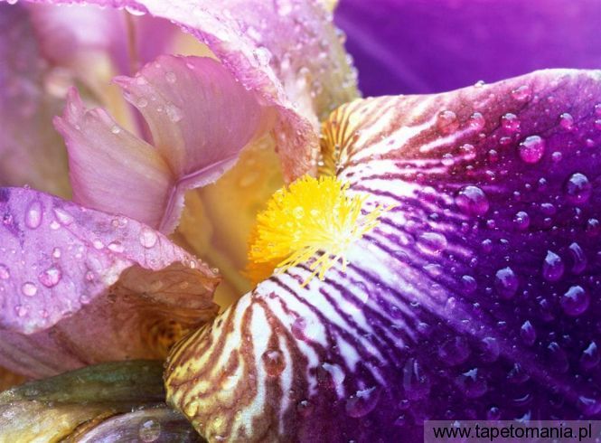 Iris Close Up, Tapety Kwiaty, Kwiaty tapety na pulpit, Kwiaty