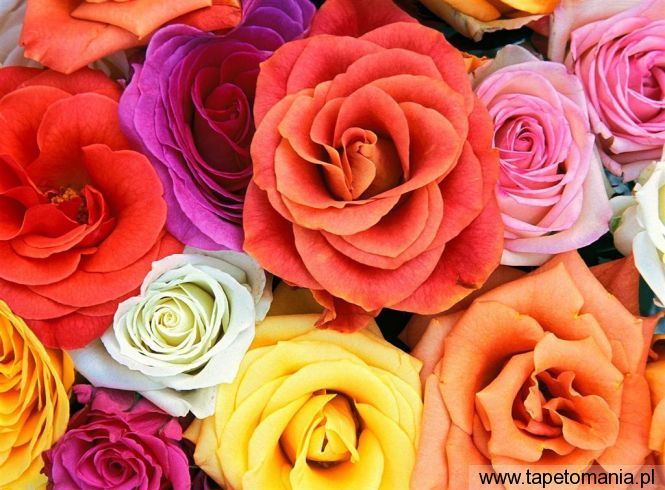 Love Blooms, Tapety Kwiaty, Kwiaty tapety na pulpit, Kwiaty