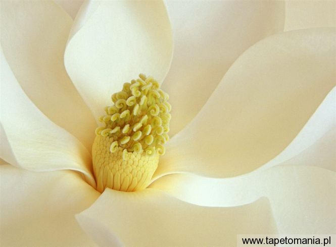 Magnolia Blossom, Tapety Kwiaty, Kwiaty tapety na pulpit, Kwiaty