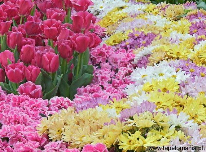 Natural Pastels, Tapety Kwiaty, Kwiaty tapety na pulpit, Kwiaty