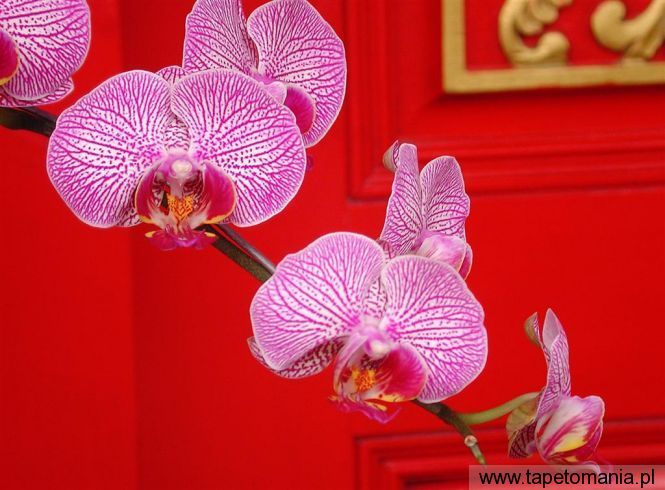 Ornate Orchids, Tapety Kwiaty, Kwiaty tapety na pulpit, Kwiaty